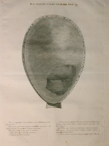 Albinus, Utérus, Pl. II, illustration de 